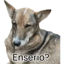 Perro 1