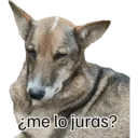 Perro 2