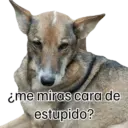 Perro 3