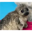 Coconutmeg 2