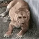 Coconutmeg 26