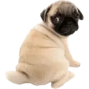 Cute dogs🐾🐶 1