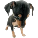 Cute dogs🐾🐶 4