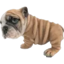 Cute dogs🐾🐶 5