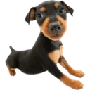 Cute dogs🐾🐶 6