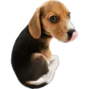 Cute dogs🐾🐶 7