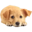 Cute dogs🐾🐶 8