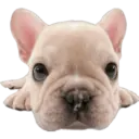Cute dogs🐾🐶 9
