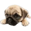 Cute dogs🐾🐶 10