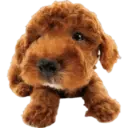 Cute dogs🐾🐶 11