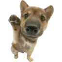 Cute dogs🐾🐶 12