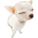 Cute dogs🐾🐶 13