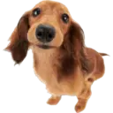 Cute dogs🐾🐶 14