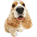 Cute dogs🐾🐶 15