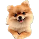 Cute dogs🐾🐶 16