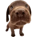 Cute dogs🐾🐶 17