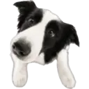 Cute dogs🐾🐶 19