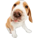 Cute dogs🐾🐶 20