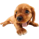 Cute dogs🐾🐶 21