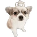 Cute dogs🐾🐶 22