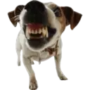 Cute dogs🐾🐶 24