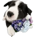 Cute dogs🐾🐶 25