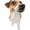 Cute dogs🐾🐶 26