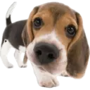 Cute dogs🐾🐶 27