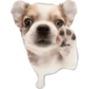 Cute dogs🐾🐶 28