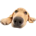 Cute dogs🐾🐶 29