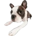 Cute dogs🐾🐶 30
