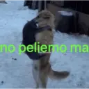 Potaxie 15