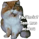 Gata Rabujenta 4