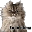Gata Rabujenta 9