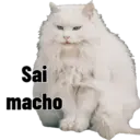 Gata Rabujenta 10