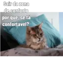 Gata Rabujenta 12
