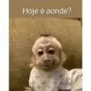 Macaco 2
