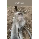 Macaco 3