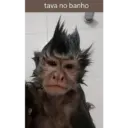 Macaco 4