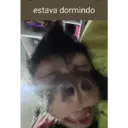 Macaco 5