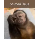 Macaco 8