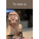 Macaco 9