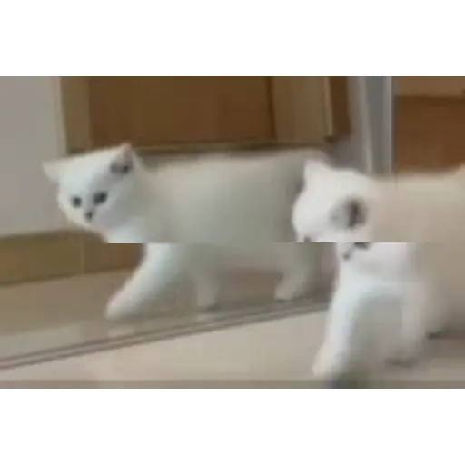 Gif koy 15