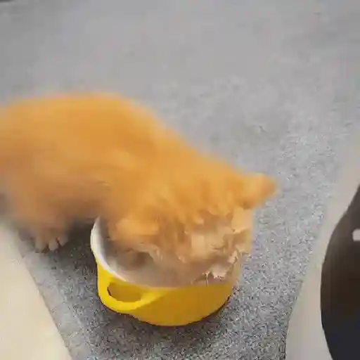 Gatitos 💖 5