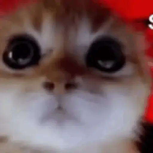 Gatitos 💖 6
