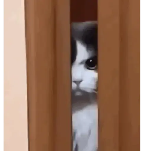 Gatitos 💖 7