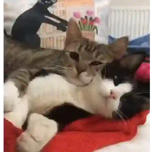 Gatitos 💖 8