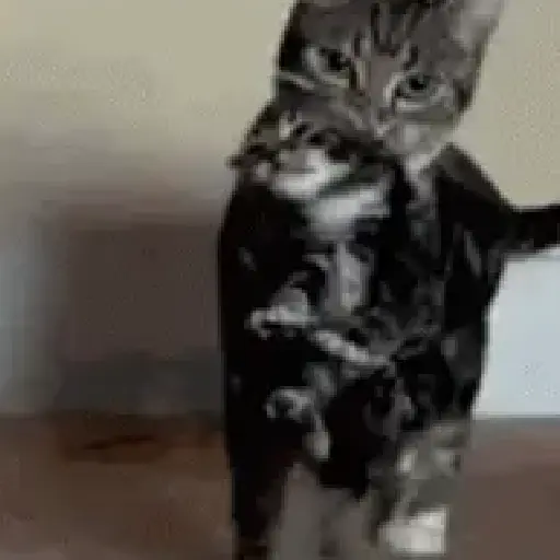 Gatitos 💖 9
