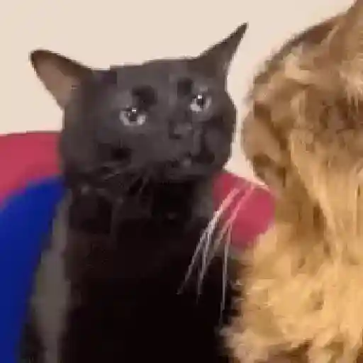 Gatitos 💖 10