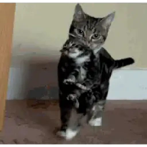 Gatitos 💖 11